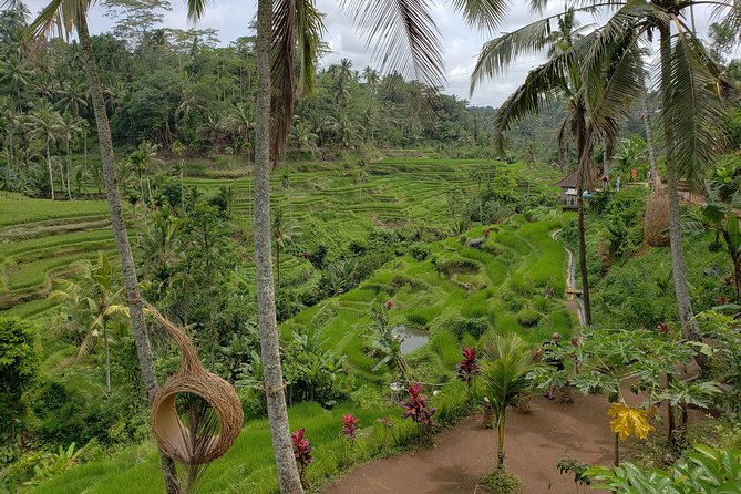 Bali Full Day Holy Water Tour - Kintamani Lunch With Mount Batur Views