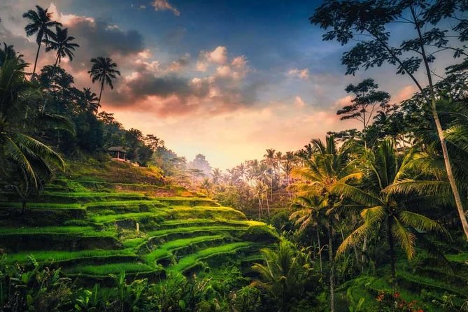 Bali Full-Day Sightseeing Trip with Lunch - A smart way to see Ubud and Kintamani without renting a car