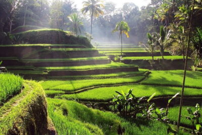 Bali Full-Day Tours : Waterfall and Ubud Destination Trip - Pickup and the “get your bearings fast” advantage