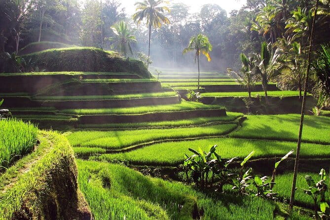 Bali Full-Day Tours : Waterfall and Ubud Destination Trip - Pickup and the “get your bearings fast” advantage