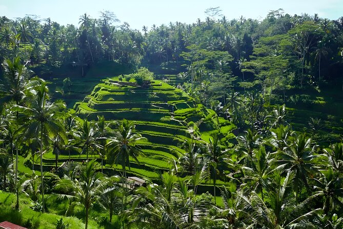 Bali Half Day-Tour: Ubud Night Trip Packages - From Seminyak to Ubud: the pickup details that shape your evening