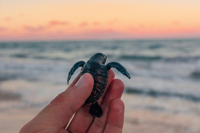 Bali Horse Riding and Turtle Release at Saba Beach - Key Highlights You’ll Care About