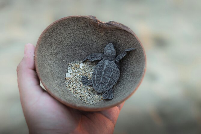 Bali Horse Riding and Turtle Release at Saba Beach - Tegenungan Waterfall Stop: photos, cool air, and the weather factor