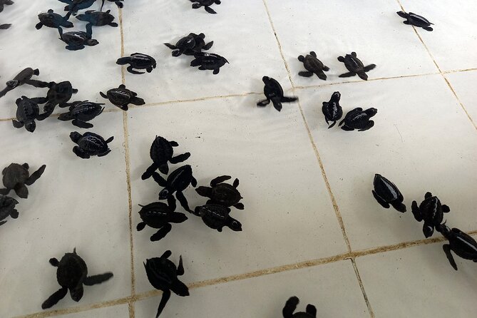 Bali Horse Riding and Turtle Release at Saba Beach - Value at $64: what’s covered, what depends on your package