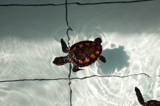 Bali Horse Riding and Turtle Release at Saba Beach - Horse Riding on Saba Beach Black Sand: what to expect and what can change