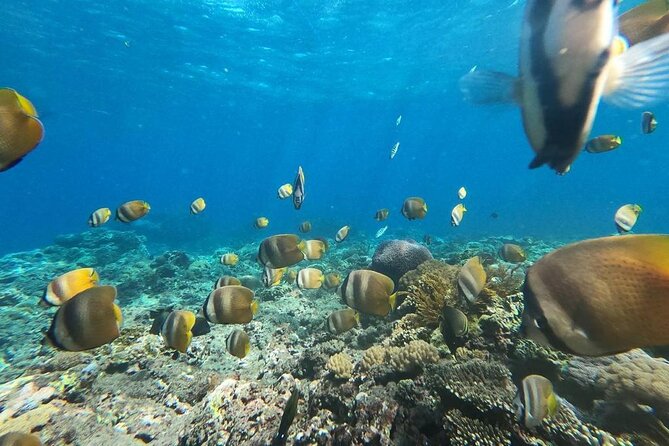 Bali Nusa Penida and Private Snorkeling (Manta Bay, Gamat, Wall) - Land tour stops: Kelingking, Angel’s Billabong, and Pasih Uug
