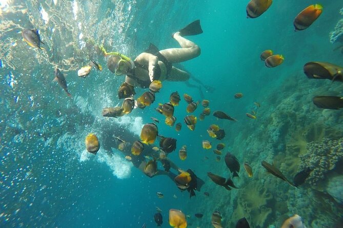 Bali Nusa Penida and Private Snorkeling (Manta Bay, Gamat, Wall) - Swim conditions: rough water, jellyfish, and currents