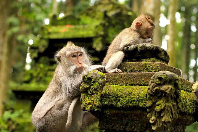 Bali Private Car Charter & Customize Tour With Driver English Speaking-Free WiFi - Tegenungan Waterfall: a green reset and a short walk