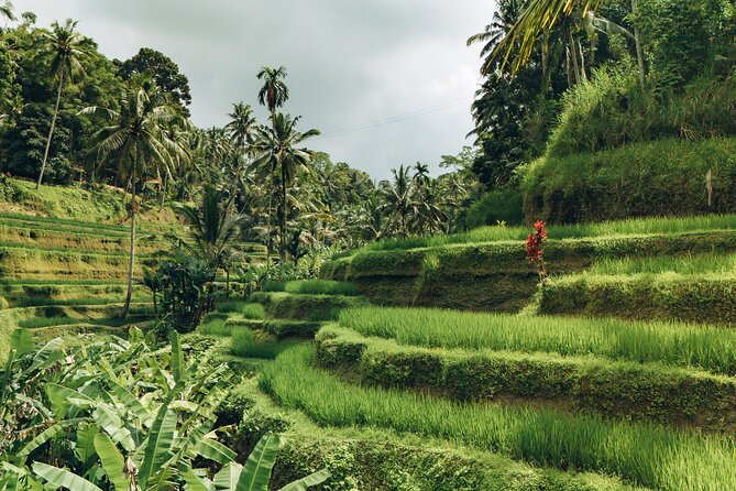 Bali Private Car Full Day Customized Tour With Drone Service - Should you book this Bali private car with drone service?