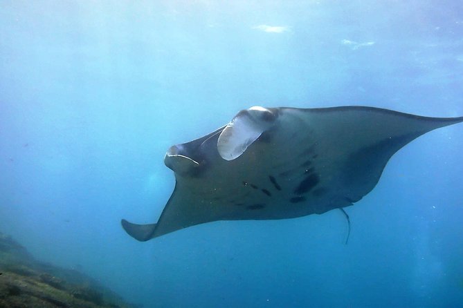 Bali Scuba Diving at Nusa Penida Manta Point For Certified Diver - Key Things That Make This Nusa Penida SCUBA Day Work