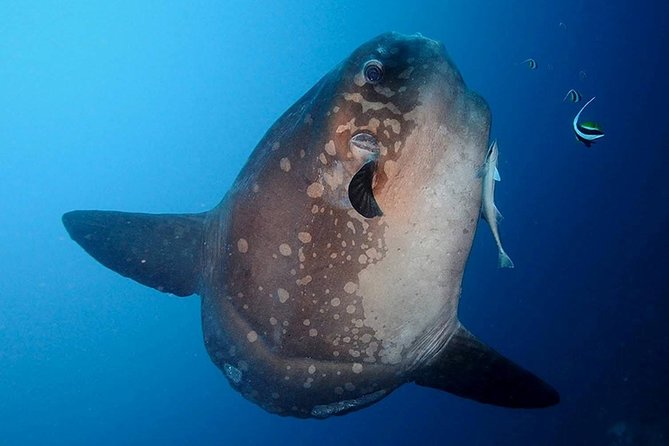 Bali Scuba Diving at Nusa Penida Manta Point For Certified Diver - Manta Point: Your Best Shot at Big Rays