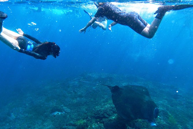 Bali Scuba Diving at Nusa Penida Manta Point For Certified Diver - Toyapakeh, SD Point, or Mangrove: Why the Third Stop Changes