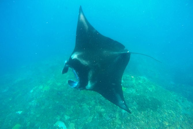 Bali Scuba Diving at Nusa Penida Manta Point For Certified Diver - Crystal Bay: More Creatures, More Current to Respect