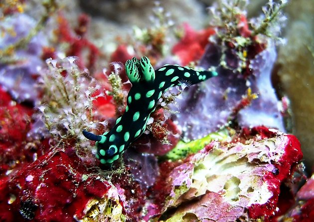 Bali Scuba Diving at Padang Bai for Certified Diver - Getting There: Hotel Pickup to Padang Bai Morning Flow