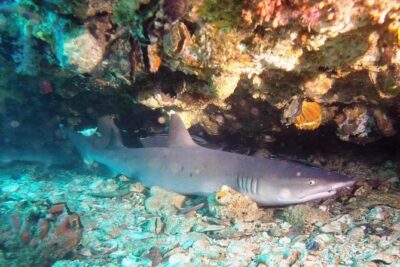 Bali Scuba Diving at Padang Bai for Certified Diver - The Office Stop: Hot Drinks and a Quick Setup