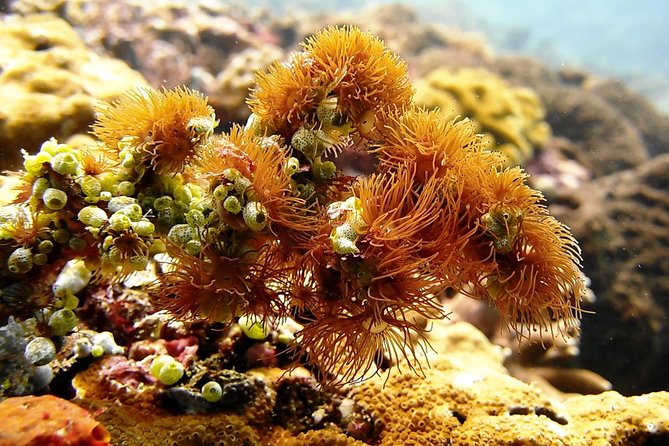 Bali Scuba Diving at Padang Bai for Certified Diver - Your Guide Matters: How to Tell This Is a Real Operation