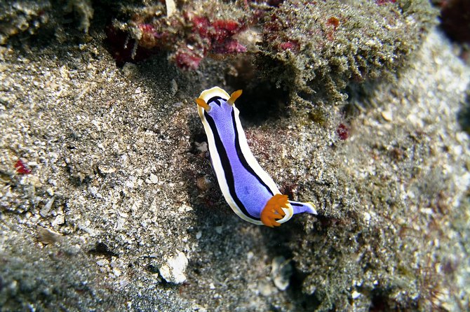 Bali Scuba Diving at Padang Bai for Certified Diver - Lunch by the Water: Refueling Between Dives