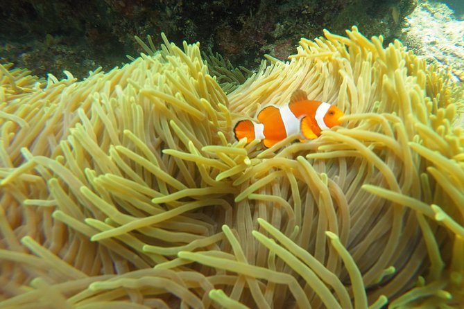 Bali Scuba Diving at Padang Bai for Certified Diver - Return Trip: Being Back in Your Hotel Zone