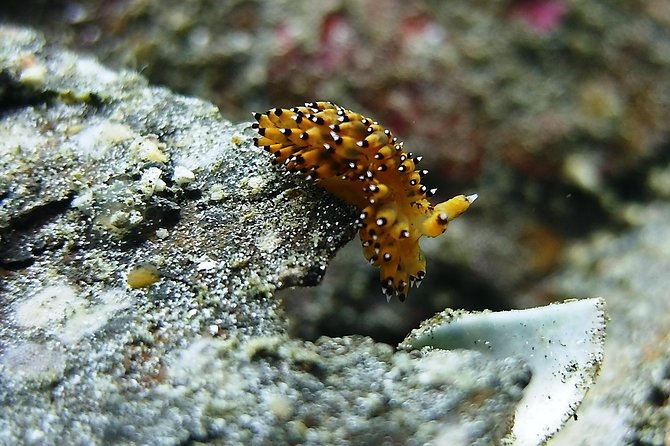 Bali Scuba Diving trip at Tulamben for Certified Diver - What’s included (and what you’ll need to bring)