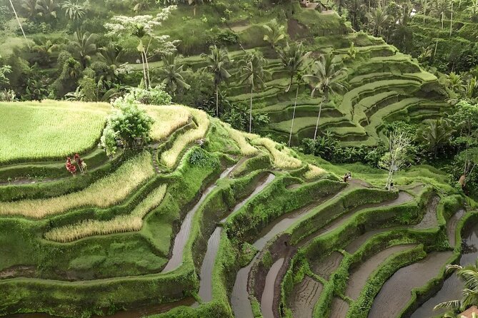 Bali Shore Excursions : Best of Bali Tour - The pacing reality: 8 to 10 hours is workable, but plan smart