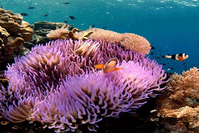 Bali Snorkeling Blue Lagoon and Tanjung Jepun All Included - Key Highlights You’ll Actually Care About