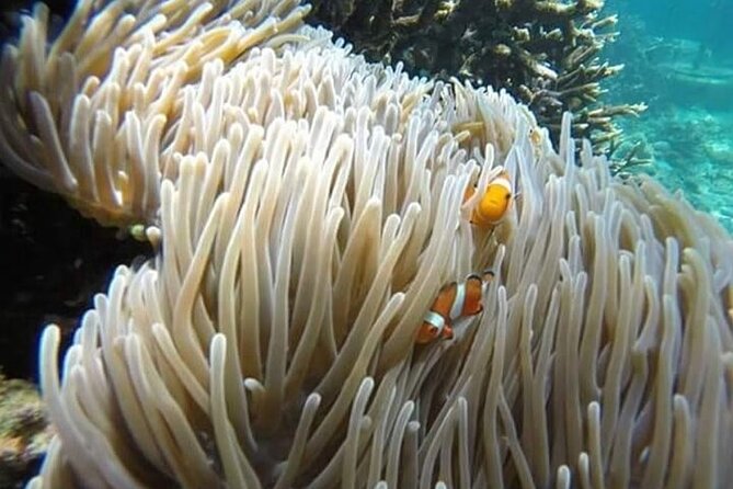 Bali Snorkeling Blue Lagoon with lunch &Optional waterfall Visit - From Seminyak hotel pickup to Padang Bai beach: how the pace feels