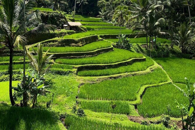 Bali Swing, Monkey Forest and Waterfall Private Tour - Kanto Lampo Waterfall: tiered rock steps and a swim-ready pause