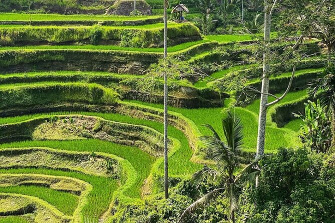 Bali Swing, Monkey Forest and Waterfall Private Tour - Tibumana Waterfall: a quieter cascade and a reset before lunch