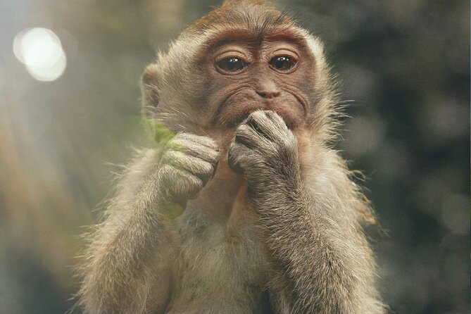 Bali Swing, Monkey Forest and Waterfall Private Tour - Price and what you really get for $24.65