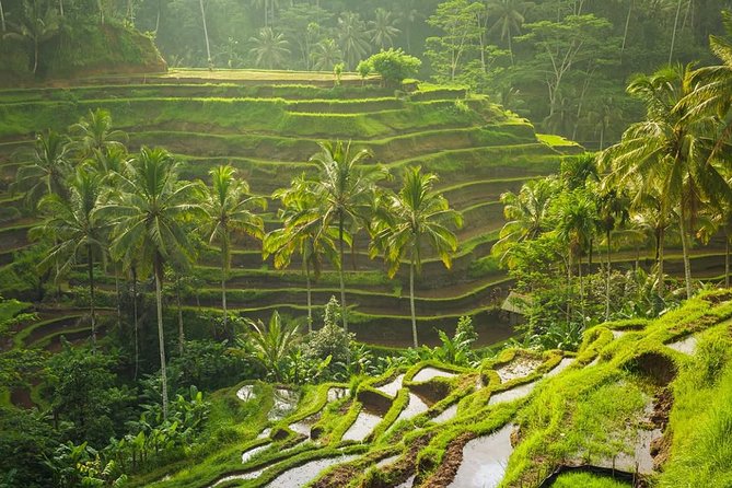 Bali Tribal Private Tour - Experience the best of Ubud, Bali - Ubud in One Day: Why This Private Tour Makes Sense