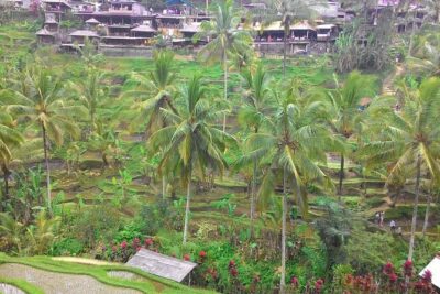 Bali Ubud & Kintamani Volcano Tour -All Inclusive - Pickup at Bali Charm: easy start, fewer logistics headaches