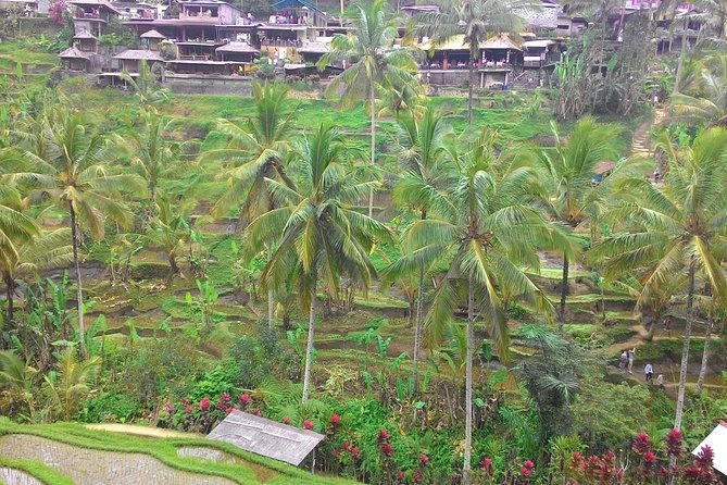 Bali Ubud & Kintamani Volcano Tour -All Inclusive - Pickup at Bali Charm: easy start, fewer logistics headaches
