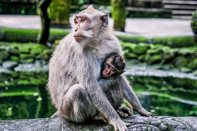 Balinase Cooking Class and Private Ubud Day Tour - Price and logistics from Kuta: why this feels like a deal