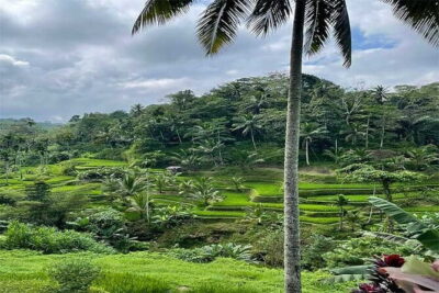 Banyumala Waterfall, Jatiluwih, Ulun Danu and Tanah Lot tours - Jatiluwih Green Land: Rice Terraces with an Irrigation Story