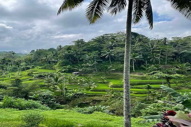Banyumala Waterfall, Jatiluwih, Ulun Danu and Tanah Lot tours - Jatiluwih Green Land: Rice Terraces with an Irrigation Story