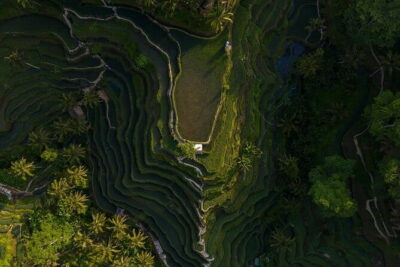 Best Day Tour - #3 World Cleanest Traditional Village - Tegalalang Rice Terraces and the Subak irrigation system