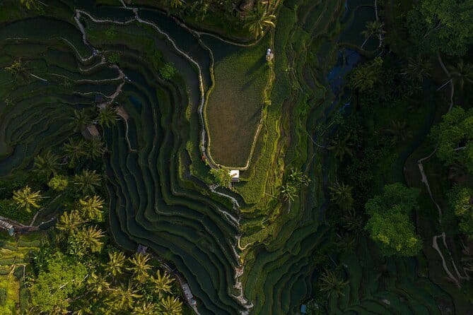 Best Day Tour - #3 World Cleanest Traditional Village - Tegalalang Rice Terraces and the Subak irrigation system
