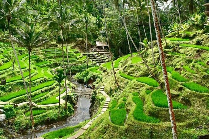 Best of Ubud Full Day Private Guided Tour - Sacred Monkey Forest Sanctuary: seeing macaques in the green (and staying smart)