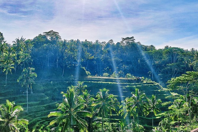 Best of Ubud - Full day Tour + FREE WI-FI - Price and What You Really Get for $32