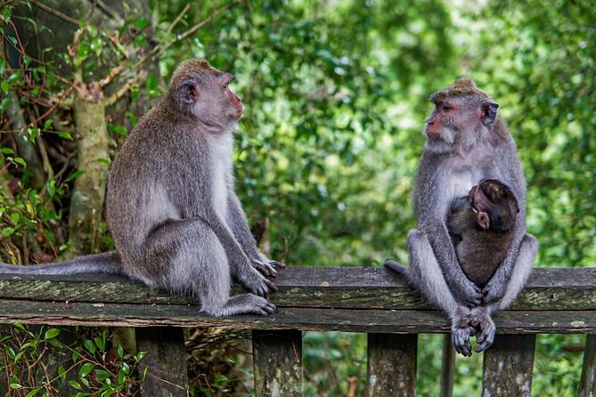 Best Of Ubud Private Day Tour With Local Guide - A private Ubud day built around temples, terraces, and time