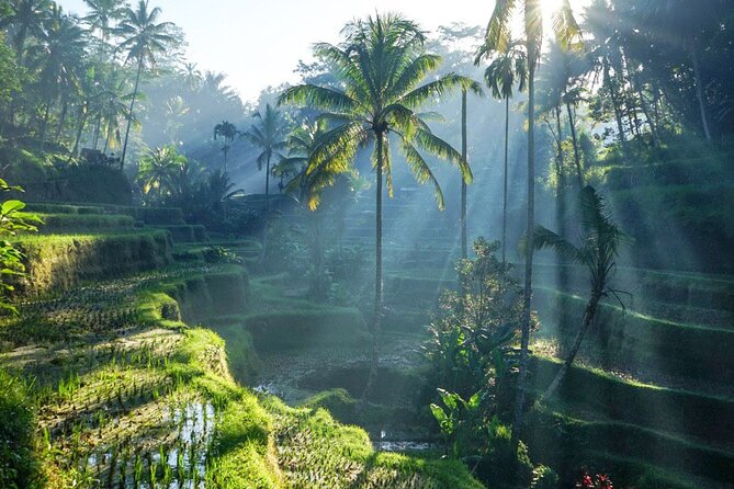 Best of Ubud: Rice Terrace, Temple and Waterfall Private Tour - Key Highlights You’ll Actually Care About