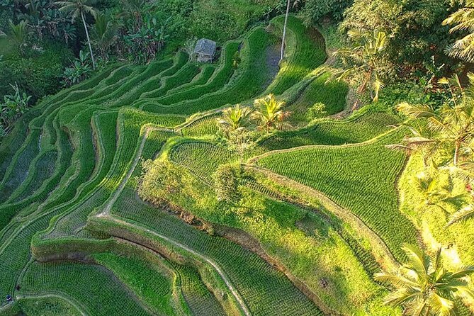 Best of Ubud: Rice Terrace, Temple and Waterfall Private Tour - Price and Logistics: Does $67.41 Actually Add Up?