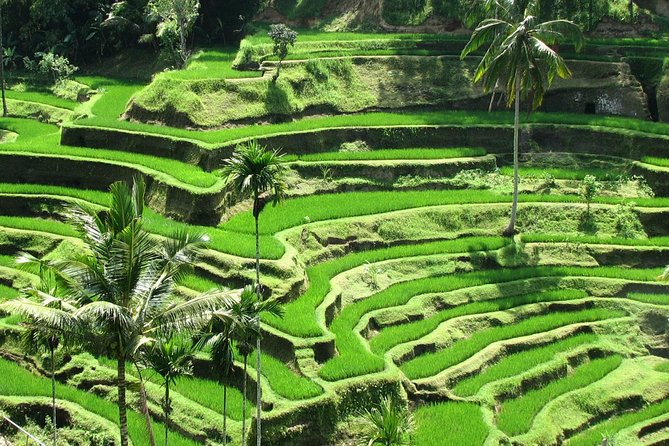 Best Of Ubud Tours - The best parts of this private Ubud day (and who it fits)
