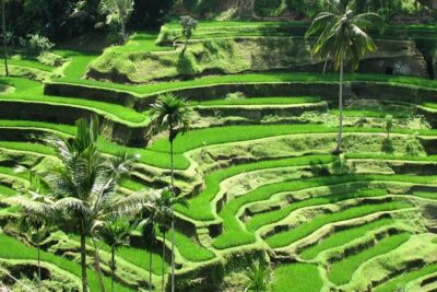 Best of Ubud with Jungle Swing Experience - How the Private Route Works in Ubud (Without the Headache)
