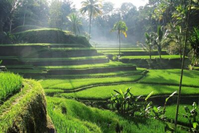 Best Ubud Tour Private Tour All Inclusive Package - Price and logistics: how to judge value fast