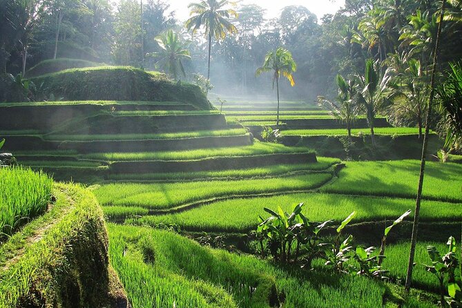 Best Ubud Tour Private Tour All Inclusive Package - Price and logistics: how to judge value fast