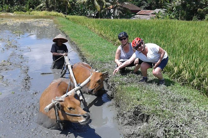 Bike ride in the rice fields, Bali countryside - Coconut break in the shade: a small pause that matters