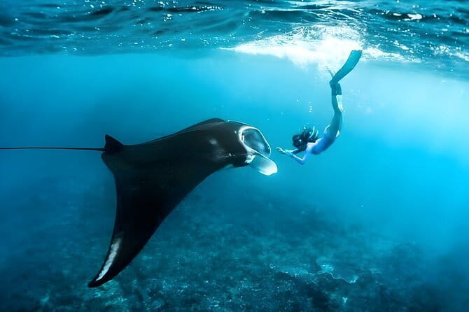 Blue Lagoon Snorkeling with Lunch and Private Transport - Guides, equipment, and how to get better snorkeling fast