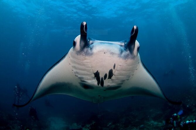 Certified Scuba Dive with Manta Rays (Open Water Diver minimum) - Key highlights worth knowing