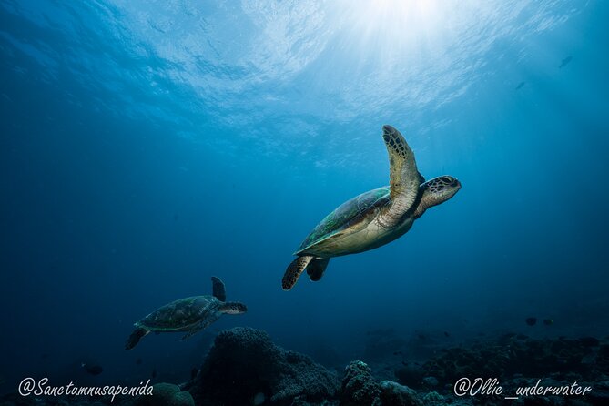 Certified Scuba Dive with Manta Rays (Open Water Diver minimum) - Small-group ratios: safety and sanity in the water